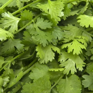 coriander